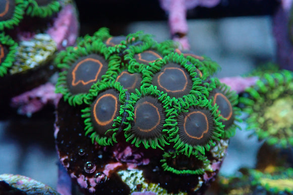 AQUACULTURED 'PHE RED RINGS' ZOANTHID FRAG
