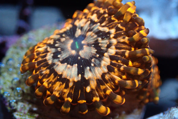 AQUACULTURED 'UTTER CHAOS' ZOANTHID FRAG