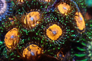 AQUACULTURED 'JELL-O SHOTS' ZOANTHID FRAG