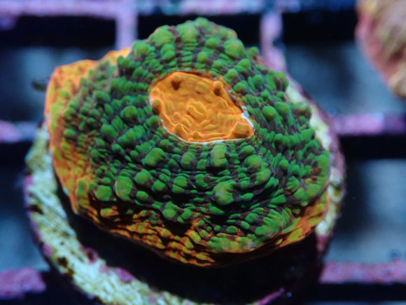 AQUACULTURED RED AND GREEN CONVICT CHALICE FRAG
