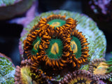 AQUACULTURED 'GATORADE' ZOANTHID FRAG