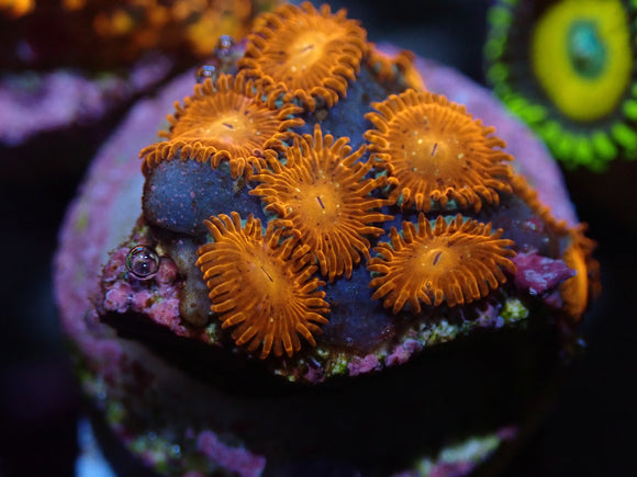 AQUACULTURED 'TRIPLE REDS' ZOANTHID FRAG
