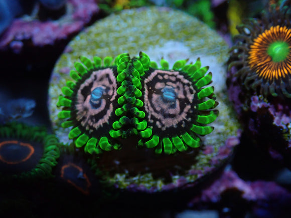 AQUACULTURED 'PUPRLE MONSTERS' ZOANTHID FRAG