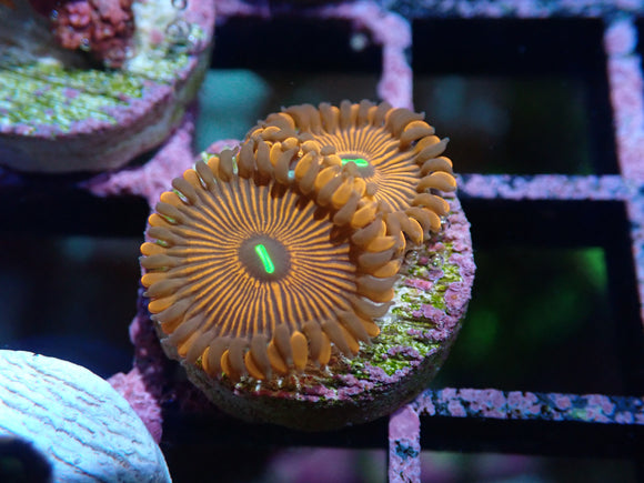 AQUACULTURED 'RED PEOPLE EATER' ZOA FRAG