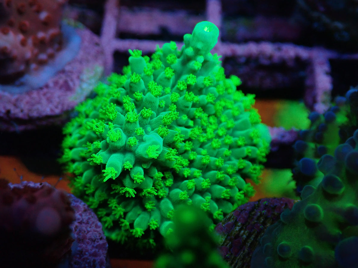 AQUACULTURED 'DALLAS' ACROPORA FRAG Gallery Aquatica