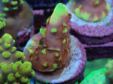 Aquacultured 'Fox Flame' Acropora Frag